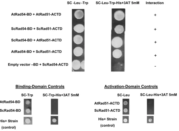 Figure 6.—(Top) Yeast two-hybrid system re-