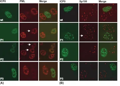 FIG. 3. Mutation of residues within P1 and P2 prevents the dissociation of PML and/or Sp100 from ND10 in HEp-2 cells