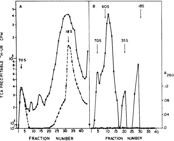 TABLE 1. Complement fixation assays for C-typeviral antigens in partially purified intracisternal