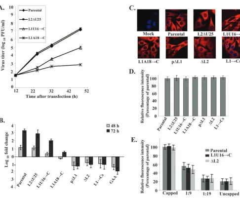 FIG. 7. Effect of mutations/deletions in L1 or L2 in a WNV infectious clone on virus yield, viral RNA replication, and viral RNA translation.(A) The kinetics of virus growth in BHK cells transfected with parental or mutant infectious clone RNAs