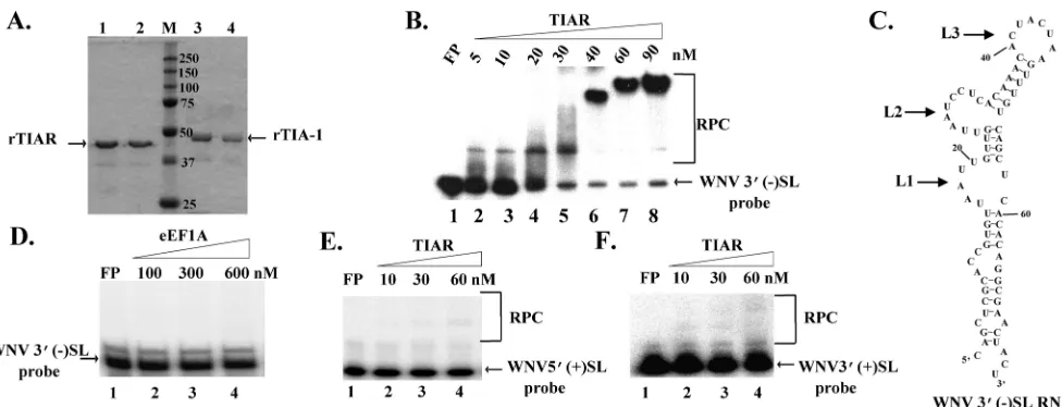 FIG. 1. Puriﬁcation and characterization of rTIA-1 and rTIAR protein. (A) rTIA-1 and rTIAR proteins were puriﬁed on cobalt afﬁnity columnsand then separated by 10% SDS-polyacrylamide gel electrophoresis
