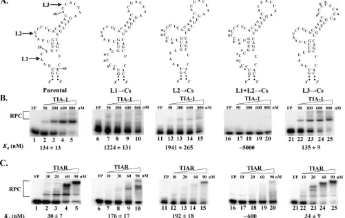 FIG. 2. Effect of C substitutions in L1, L2, or L3 of the WNV3�1 to 5, parental RNA; 6 to 10, L1secondary structures of the WNV3experiments