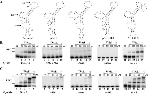FIG. 3. Effect of deletions of A and U nucleotides in L1, L2, or L3 of the WNV3�each gel