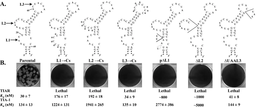 FIG. 4. Effect of C substitutions or deletions in L1, L2, or L3 in a WNV infectious clone on virus production