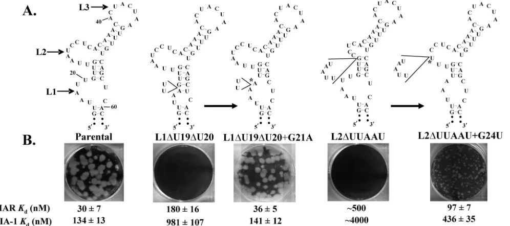 FIG. 6. Pseudorevertants of the L1�mutant and spontaneous pseudorevertant RNAs are shown
