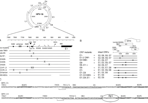 FIG. 1. HPV-16 constructs used in this study. (A) Genomic map of the 7.9-kb HPV-16 plasmid and cisof replication; T, TATAA box