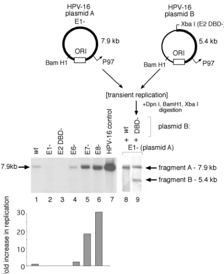 FIG. 2. Products of the E1 and E2 viral ORFs are required forinitial HPV-16 plasmid ampliﬁcation