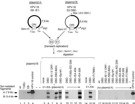 FIG. 3. Functional HPV-16 E1 can be expressed from a promoter other than P97. Replication in SCC13 cells transiently transfected withequimolar quantities of complementary HPV-16 W12 constructs was assayed by Southern blotting as previously described