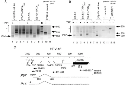 FIG. 4. HPV-16 E1 transcripts originate from a TATAA-dependent promoter upstream of P97