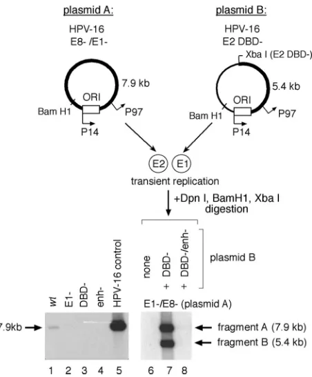 FIG. 5. The HPV-16 keratinocyte-dependent enhancer is requiredfor E1 expression. Complementation of E1 function in transient rep-