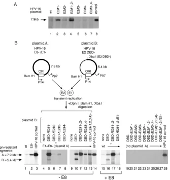 FIG. 6. E2 binding sites in the HPV-16 promoter positively and negatively modulate E1 expression and ORI function