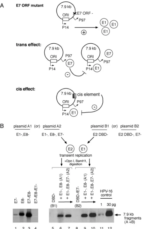 FIG. 7. Disruption of the E7 ORF results in a cismentation assays monitored E1-dependent ampliﬁcation in transientlytransfected SCC13 cells, using HPV-16 plasmids containing E7 ORFmutants (E7of linearized, DpnI-resistant fragments from plasmids expressing 