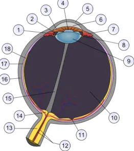 Figure 1.1 Schematic anatomy of the eye. Numbers indicate main or notable 