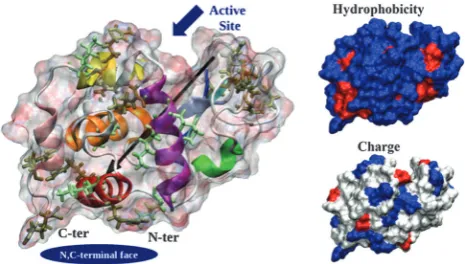 Fig. 1HEWL structure. Protein surface is shown as a ghost surfacecolored by partial charge with protein secondary structure elementsindicated as a cartoon and colored as follows: red, a-helix A; orange,a-helix B; purple, a-helix C; yellow, a-helix D; pink,
