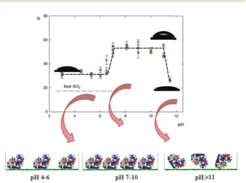 Fig. 6Contact angle measured for bare and HEWL-modified SiO2 surfaceat pH range 3 to 11