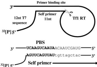 FIG. 1. Schematic description of the substrate used for the self-primer cleavage reactions