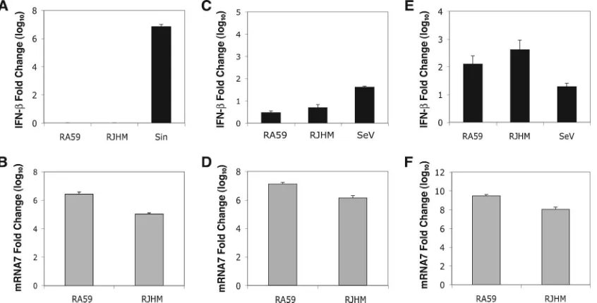 FIG. 5. IFN-�RJHM, or SeV or mock infected. At 24 h p.i., whole-cell RNA was isolated, and IFN-qPCR data are represented as the relative induction over mock-infected cells