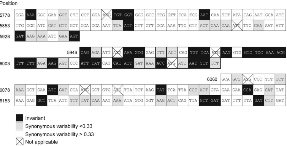 FIG. 3. Distribution of synonymous site variability among codons forming the 3Dpol stem-loop and ﬂanking sequences of HAV
