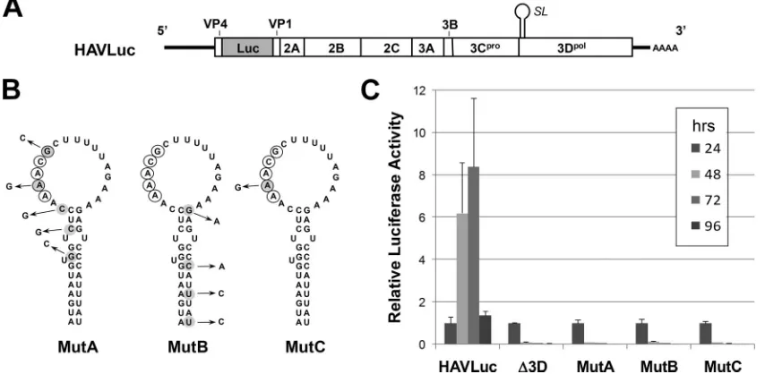 FIG. 5. (A) Organization of the subgenomic HAV luciferase replicon, HAVLuc, showing the position of the predicted RNA stem-loop (SLstem-loop in MutA, MutB, and MutC, as indicated