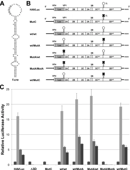FIG. 6. Replication competence is rescued by reinsertion of the 3Dpolreplicons. MutA/wt and MutA/MutA contain a similarly inserted, mutated f-replicon