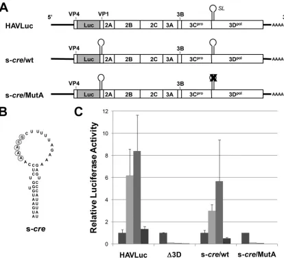 FIG. 7. An abbreviated 45-nt cre(s-insertion of the 45-nt s-HAVLuc, sequence (s-cre) is incapable of rescuing the replication competence of MutA