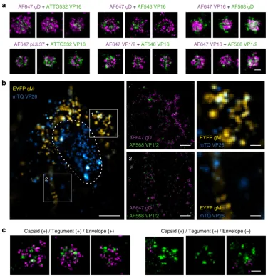 Figure 1 | Multi-colour d(particles obtained from various combinations of co-labelling, showing the relative position of protein layers within individual virus particles
