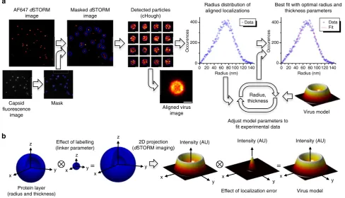 Figure 2 | Virus particle alignment and model-based analysis. (performed using a custom-written MATLAB routine