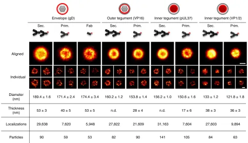 Figure 3 | Aligned particle images and results from the model-based analysis. Virus images obtained from aligned particles (aligned) and representativeindividual particles (individual)