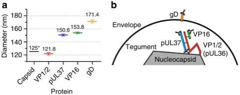 Figure 4 | Model of protein distribution inside the tegument of HSV-1.(a) Average diameter of protein layers, error bars are 95% conﬁdenceinterval obtained from the ﬁt