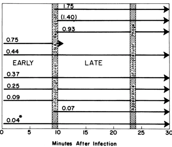 FIG. 9.arrowearlynicationtion Summary of 029 transcription. Each arrow represents a size class of 029-specific mRNA
