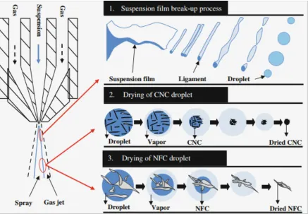 Figure 1.5 The mechanism of spray drying process for nanocelluloses[54]. 