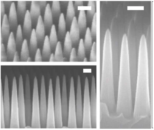Figure 1-15.  Nanofeatures created using laser interference lithography.  Scale bars are 200 