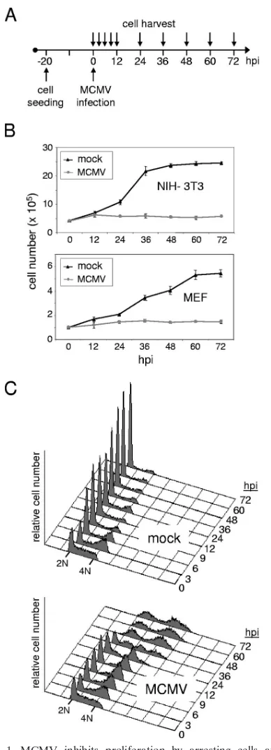 FIG. 1. MCMV inhibits proliferation by arresting cells at twopoints in the cell division cycle