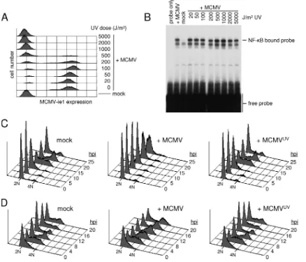 FIG. 6. De novo expression of viral genes is needed for the MCMV-mediated G1 and G2 cell cycle arrest