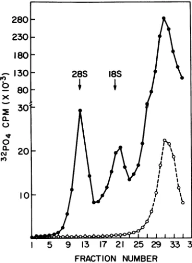 FIG.5.D.punctureprecipitablescribedviralin(see the TheVelocitysedimentationof32P-labeled RNA synthesized in the presence of actinomycin 32P-labeled RNA from Pichinde virions grown presence (0) or absence (0) of actinomycin D Materials and Methods) was cent