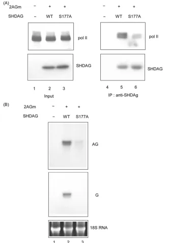 FIG. 9. Evidence that SHDAg Ser-177 interacts with RNAPII in vivo. 293T cells were transfected with pCDm2AG from pCDSHDAgWTpCDSHDAgantibody-conjugated protein G beads