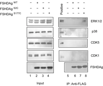 FIG. 1. ERK1/2 interacts with SHDAg in vivo. pFlag-SHDAgWTtransiently in HEK293T cells for 48 h