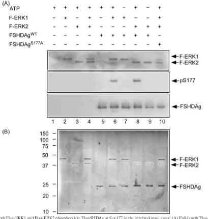 FIG. 4. Both Flag-ERK1 and Flag-ERK2 phosphorylate Flag-SHDAg at Ser-177 in the in vitro kinase assay