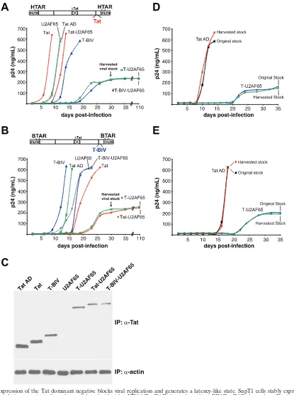 FIG. 8. Expression of the Tat dominant negative blocks viral replication and generates a latency-like state