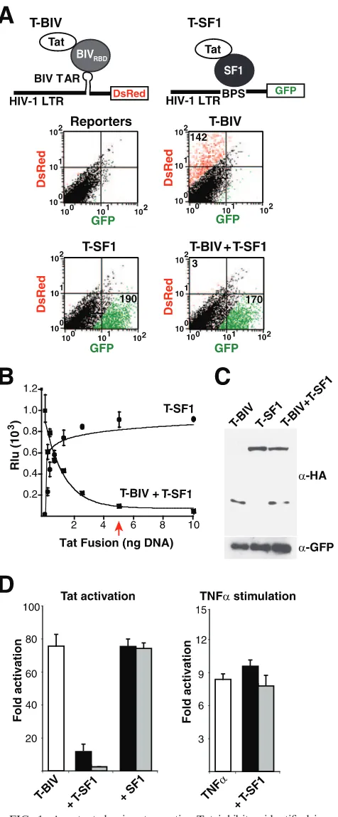 FIG. 1. A potent dominant negative Tat inhibitor identiﬁed in areporter assay. (A) The top illustrations represent a schematic for a