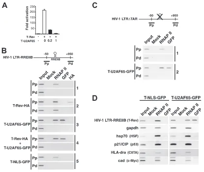 FIG. 5. Recruitment of the dominant negative to the HIV-1 promoter via RNAP II. (A) Transcription activation and dose-responsive inhibitionof T-Rev in the integrated HIV-1 LTR-RREIIB-FFL reporter-containing cell line used for the ChIP assays, with the molar ratios of the