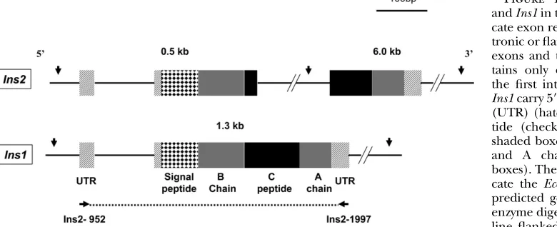 Figure 1.—Gene structure of Ins2