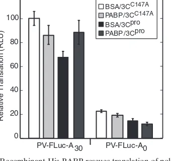 FIG. 3. (A) 3CproPV-FLuc-Aat 30 min. The results show data from three independent experiments plotted as percent translation (relative light units [RLU]) relative tountreated controls