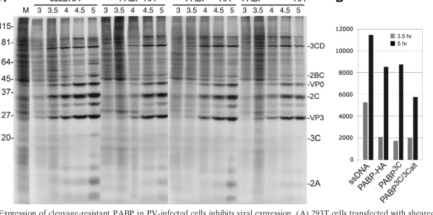 FIG. 6. Expression of cleavage-resistant PABP in PV-infected cells stimulates translation of PV minigenome RNA