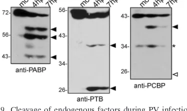 FIG. 9. Cleavage of endogenous factors during PV infection. Im-munoblot analysis showing relative cleavage and degradation of PABP
