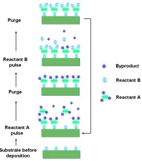 Figure 1.9 Schematic illustration of one ALD reaction cycle. 