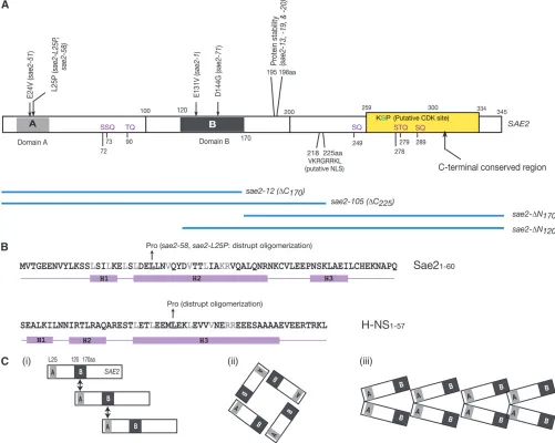 Figure 7.—(A) Schematic of Sae2 and sae2 mutants. The sites of mutations in sae2 alleles and interaction domains (domains A