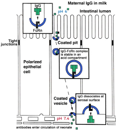 Figure 3. Schematic representation of FcRn function in the neonatal rodent gut.  IgG present in maternal milk passing through the acidic environment of the intestinal lumen is bound by FcRn at the apical surface of polarized intestinal epithelial cells