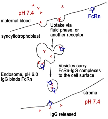 Figure 4.  Placental transfer of IgG in the gestating primate. FcRn present in placental syncitiotrophoblast cells binds to fluid-phase internalized IgG in acidic endosomes