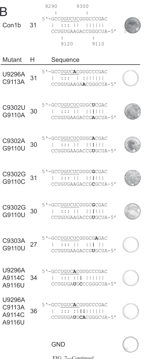 FIG. 7—Continued.